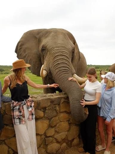 Elephant Moments 2