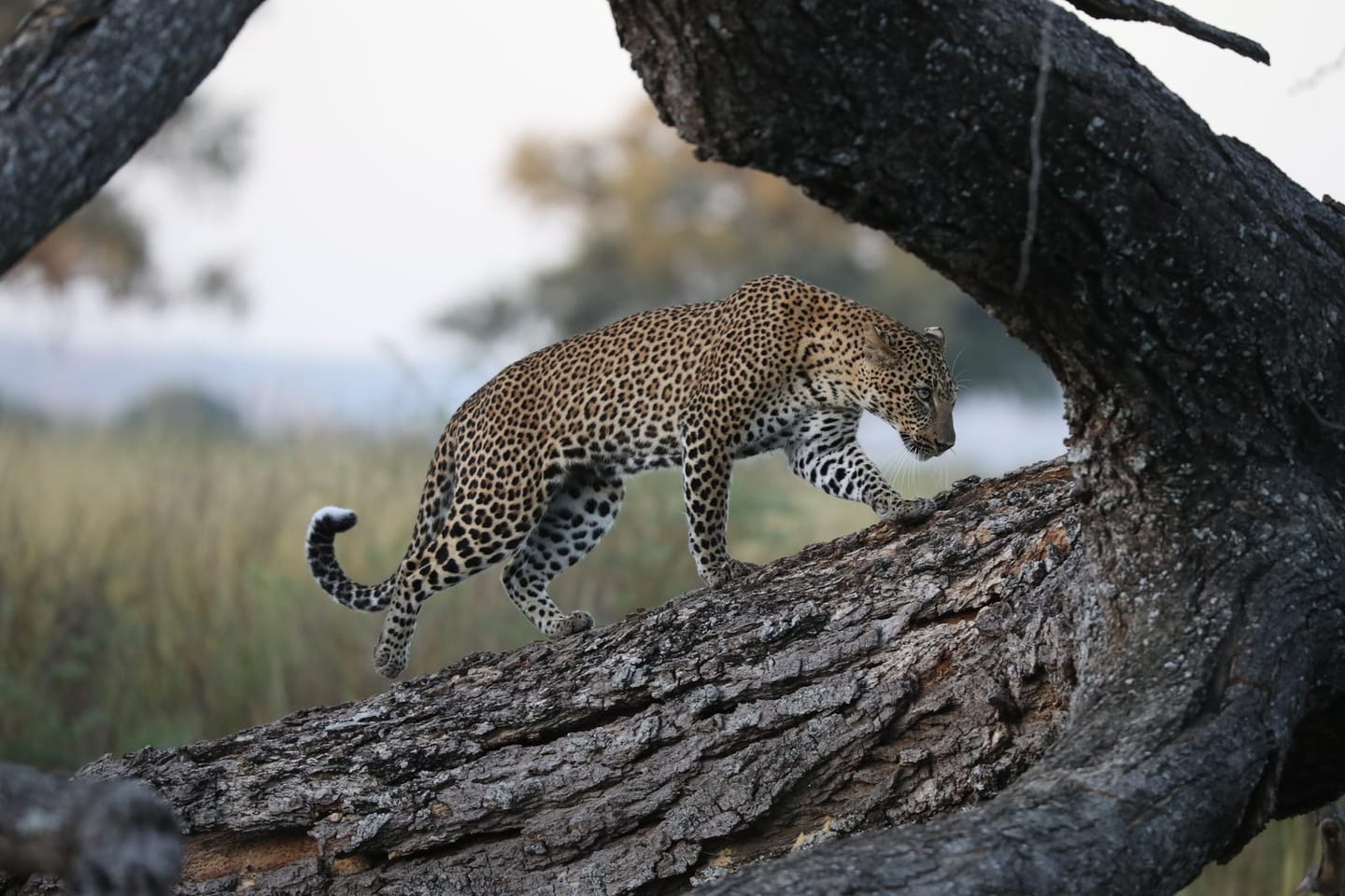 Leopard Tracking 1
