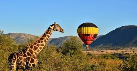 Hot Air Balloon 1