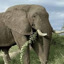 Tshukudu Big 5 Game Drive 3