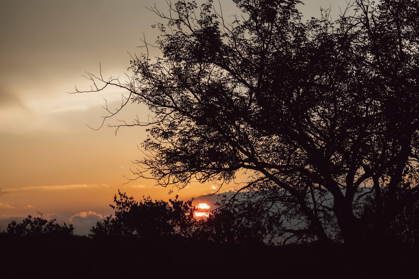 Nighttime Game Drive 2