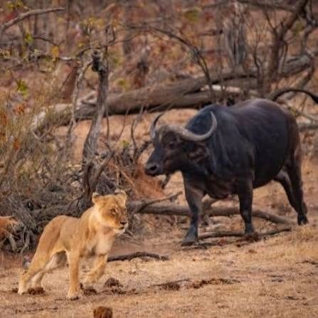 Tshukudu Big 5 Game Drive 2