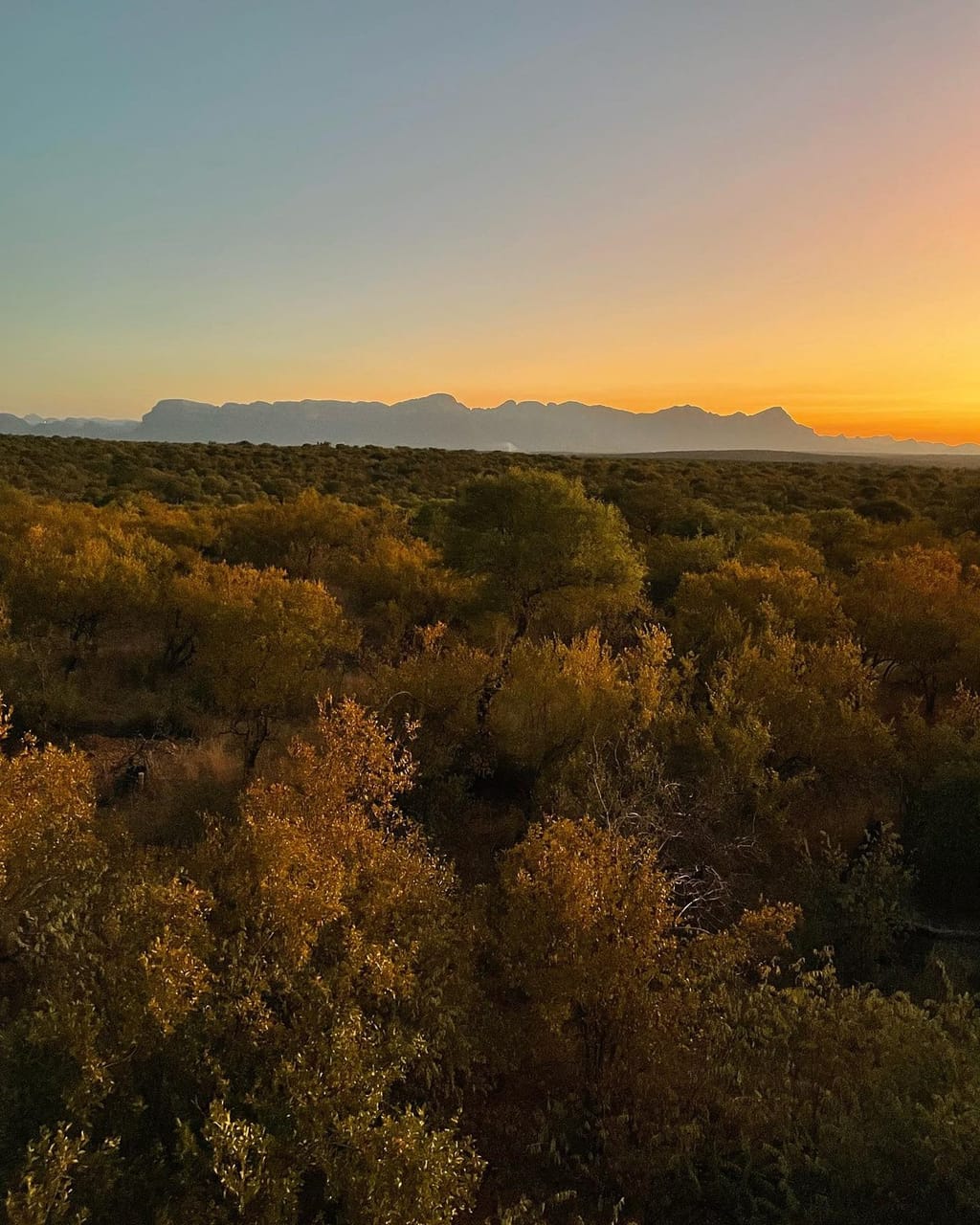 Sunset Game Drive 2