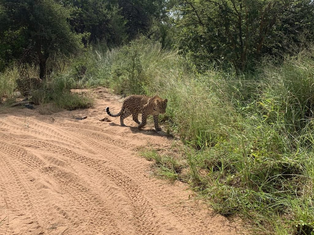 Leopard Tracking 2