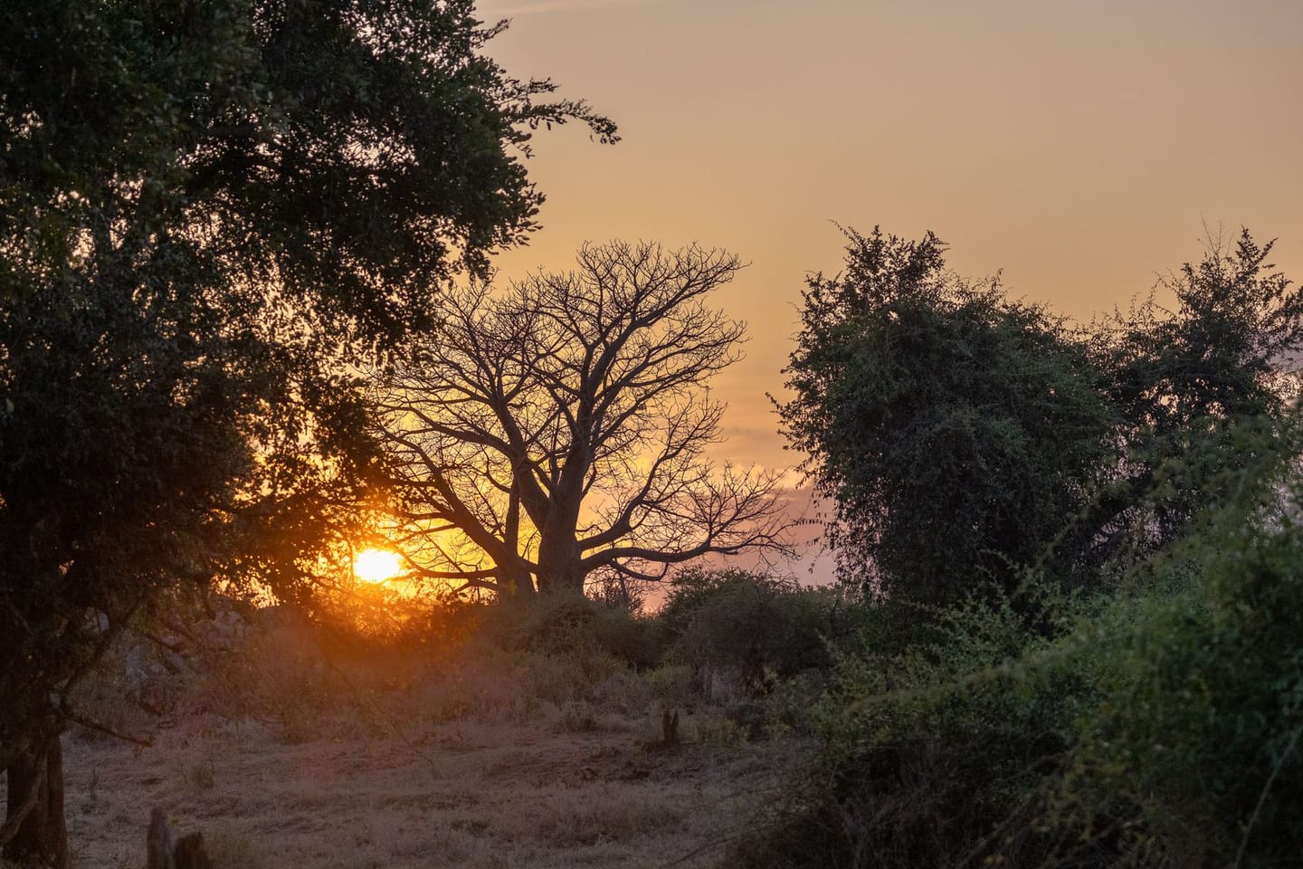 Sunset Game Drive 1