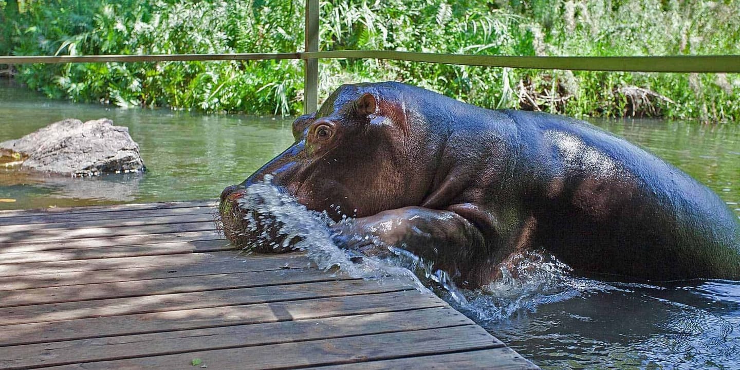 Jessica the Hippo 3