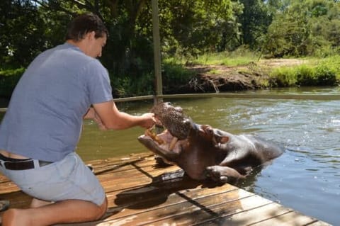 Jessica the Hippo 1