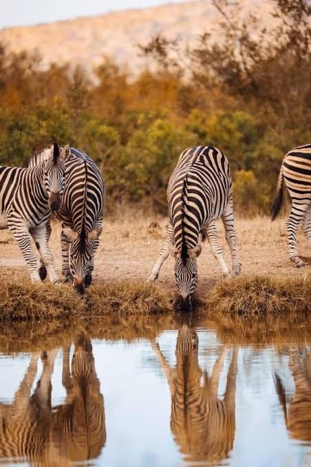 Tshukudu Big 5 Game Drive 4