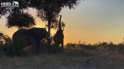 Elephant Moments 5